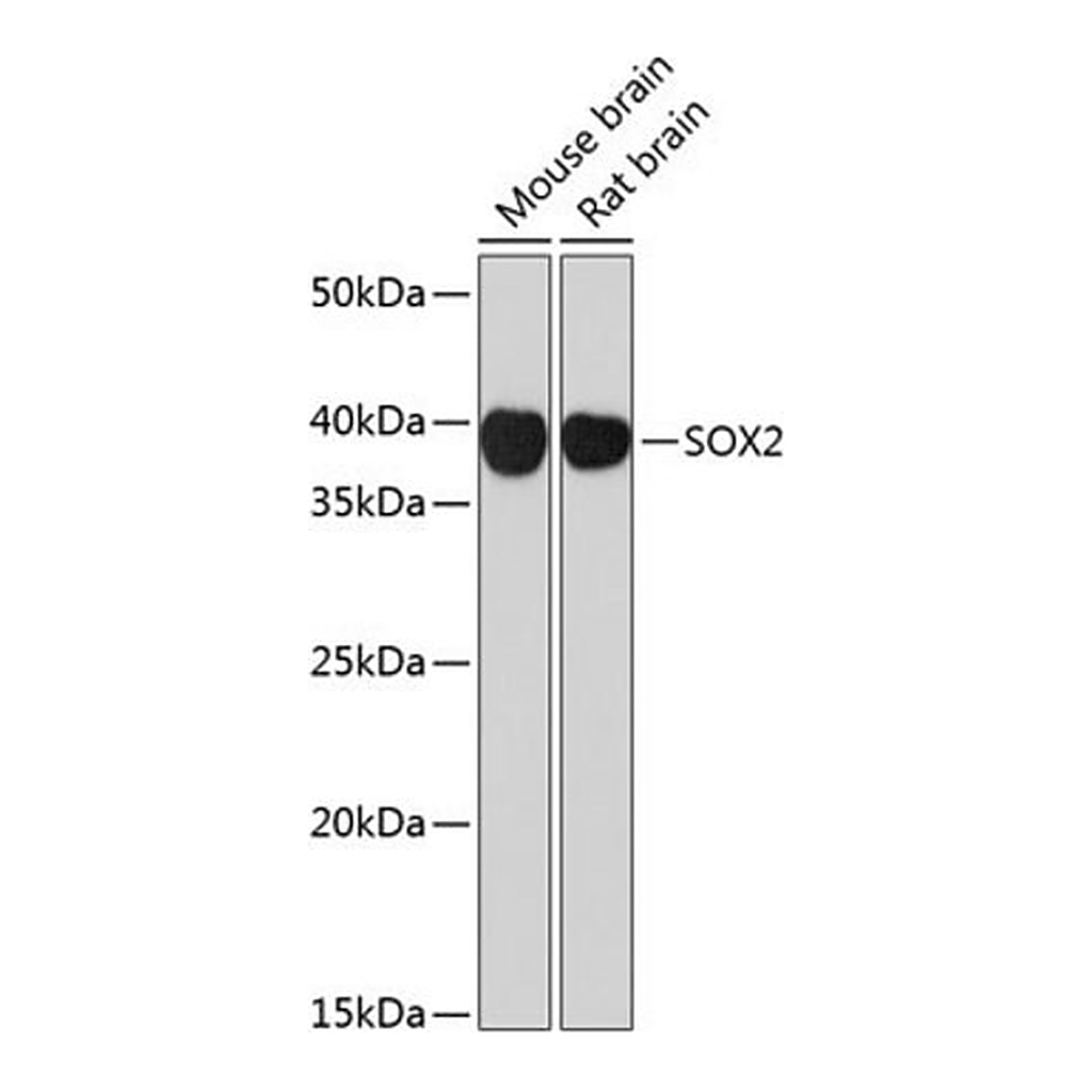 Merck Anti- SOX2 antibody produced in rabbit