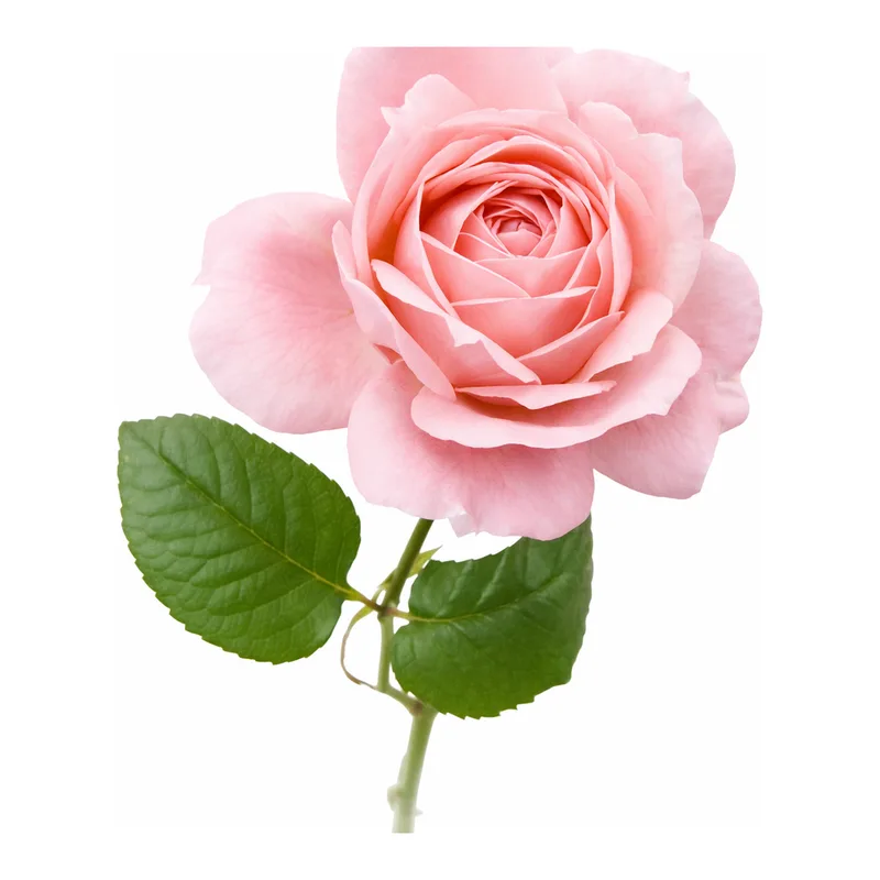 Merck Rose oil, Bulgarian natural, FG, produc&