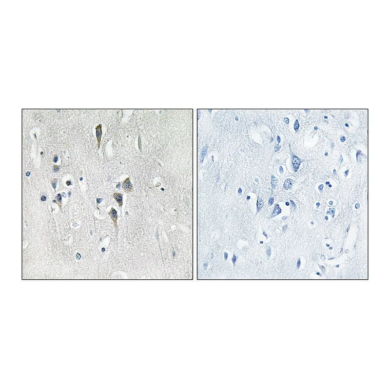 Merck Anti-CAMK2 antibody produced in rabbit