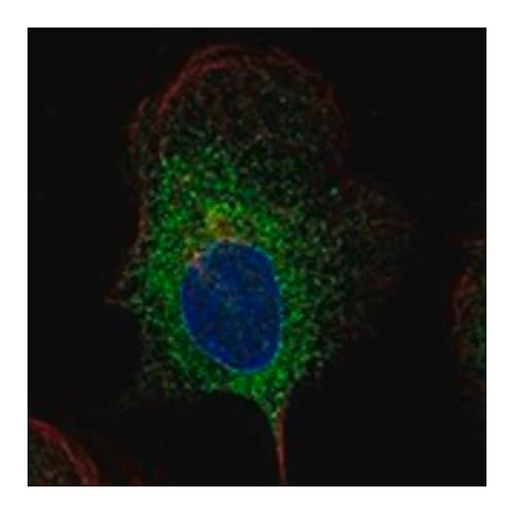 Merck Anti-PGRMC1 antibody produced in rabbit