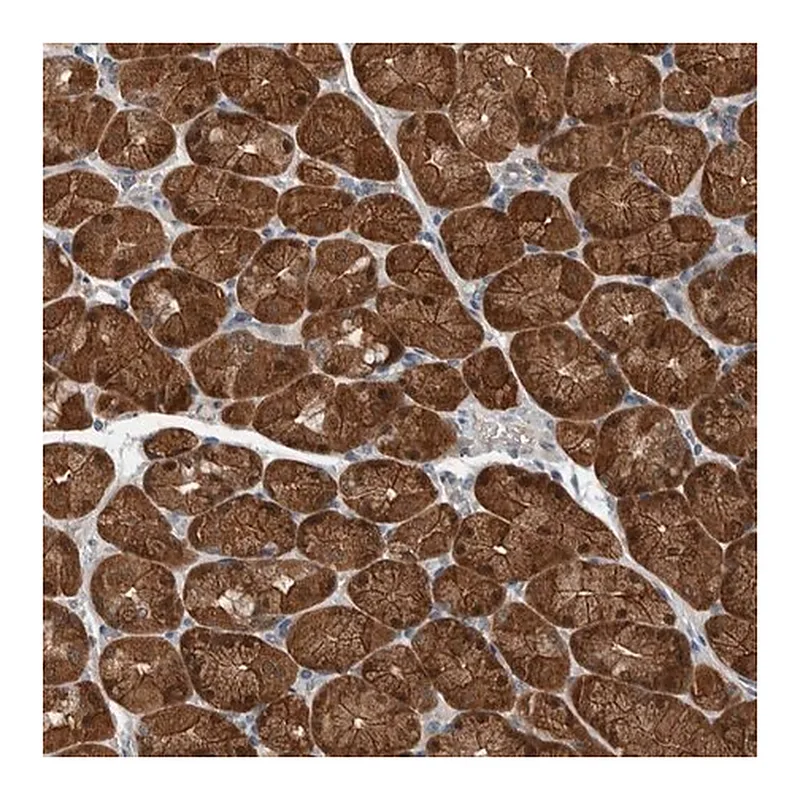 Merck Anti-ALAD antibody produced in rabbit