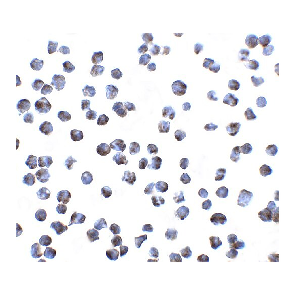 Merck Anti-GPR15 antibody produced in rabbit