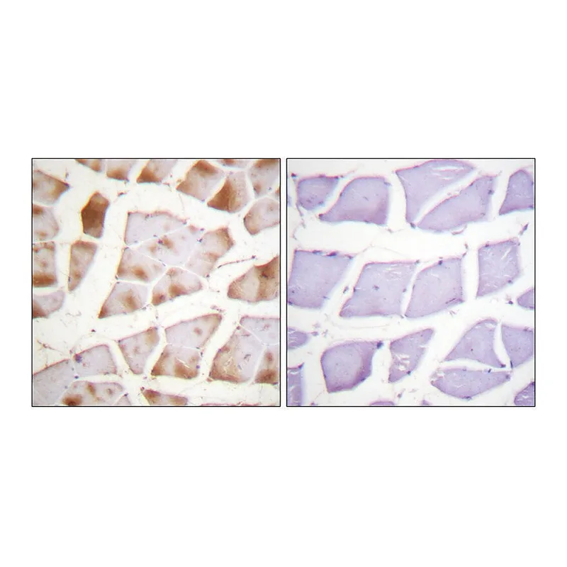 Merck Anti-Actin-pan antibody produced in rabbit