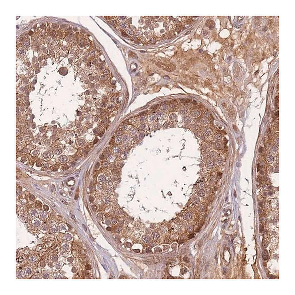 Merck Anti-FAM153A antibody produced in rabbit
