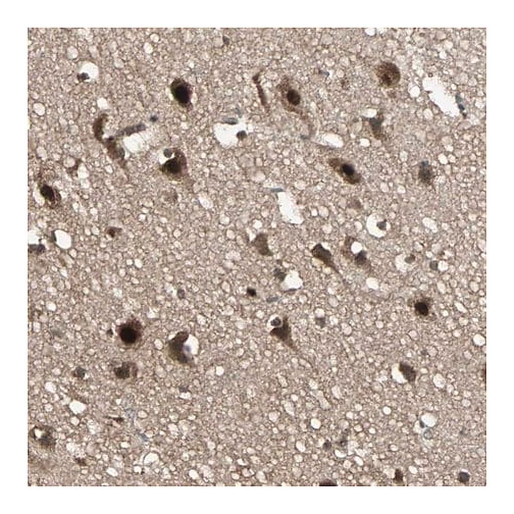 Merck Anti-TAF5 antibody produced in rabbit