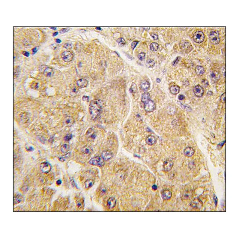Merck Anti-SOST (center) antibody produced in rabbit