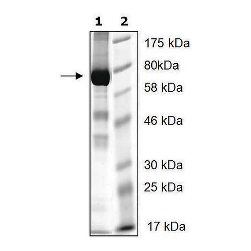 Merck UBE3A active human