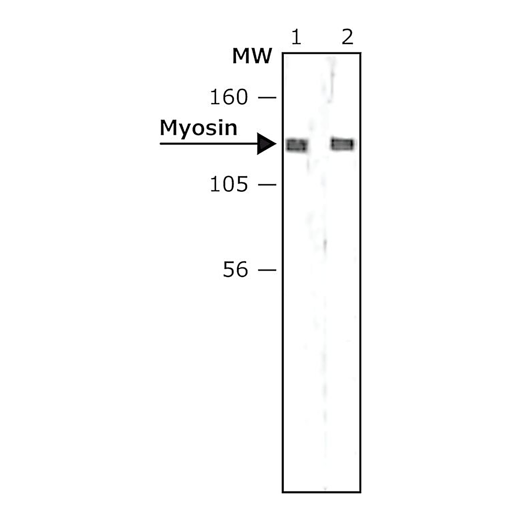 Merck MONOCLONAL ANTI-MYOSIN LIGHT CHAIN