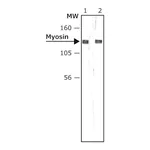Merck MONOCLONAL ANTI-MYOSIN LIGHT CHAIN