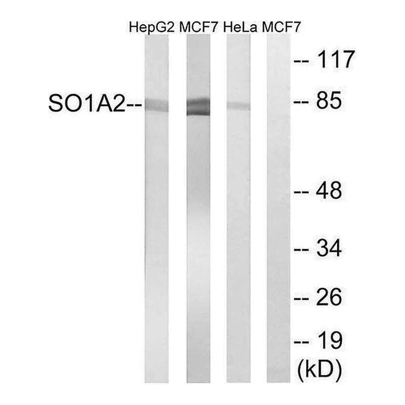 Merck Anti-SLCO1A2 antibody produced in rabbit