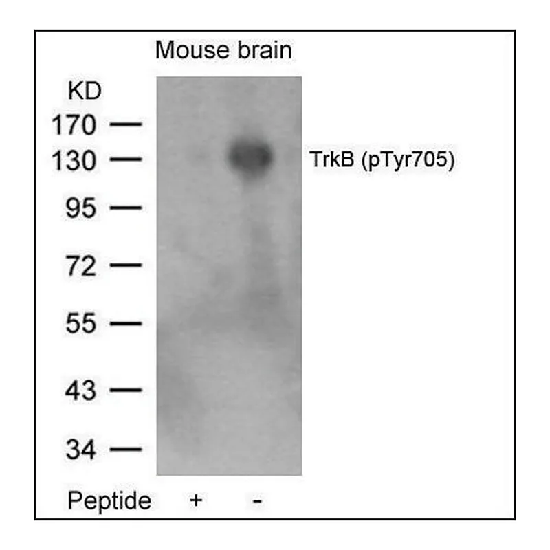 Merck Anti-phospho-NTRK2 (pTyr705) antibody produced in rabbit