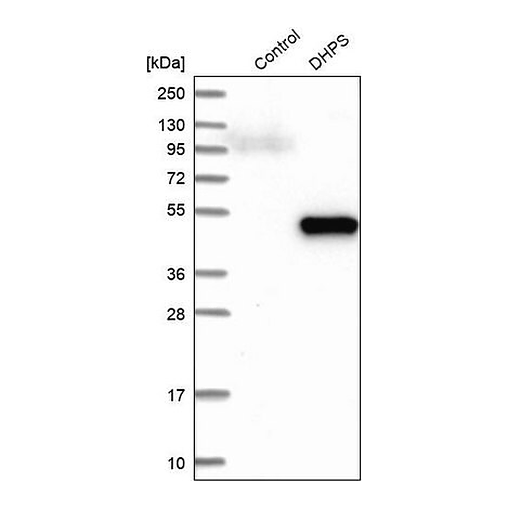 Merck Anti-DHPS antibody produced in rabbit