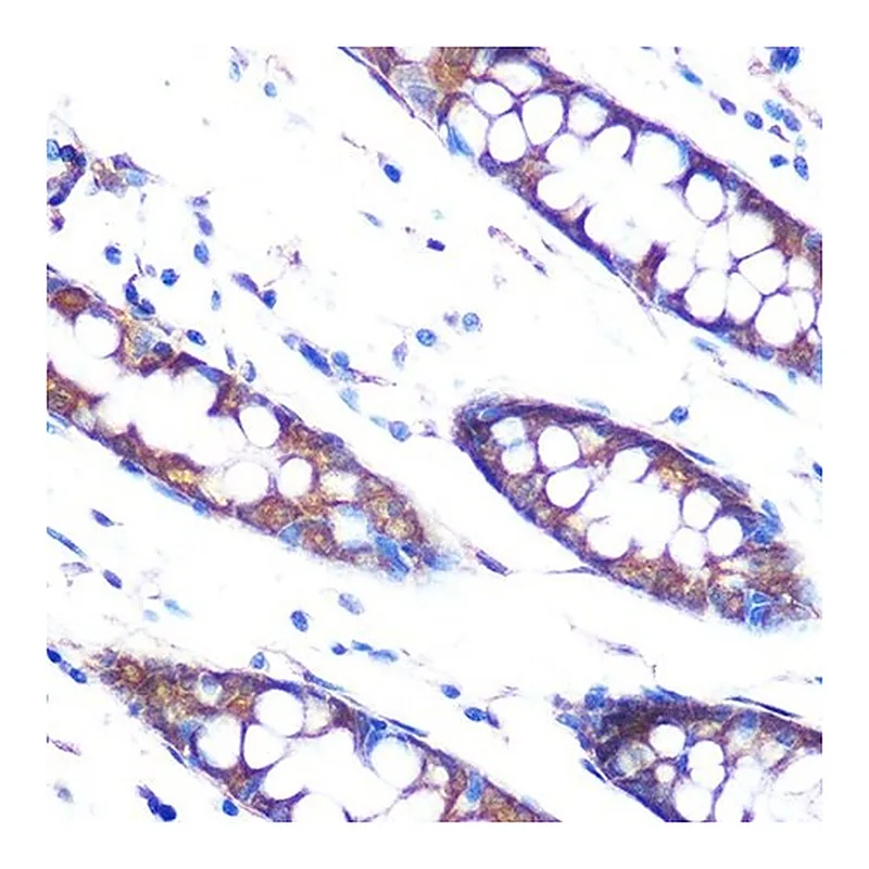 Merck Anti-HSP47/SERPINH1 antibody produced in rabbit