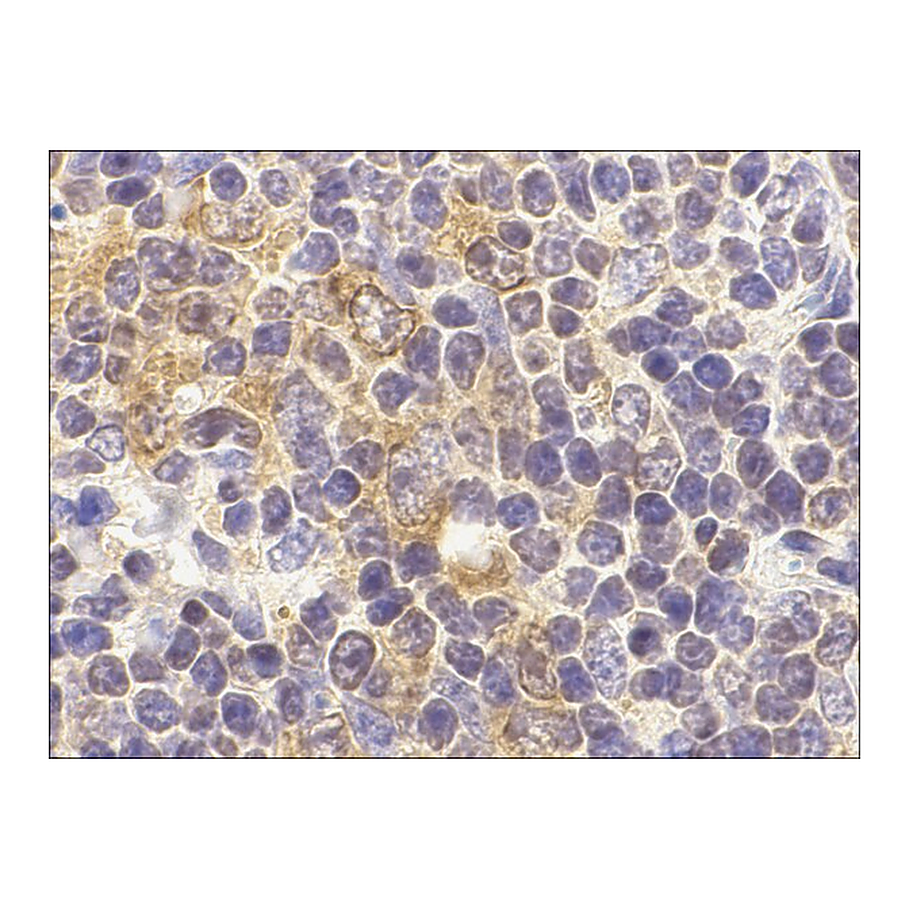 Merck Anti-TLR9 antibody produced in rabbit