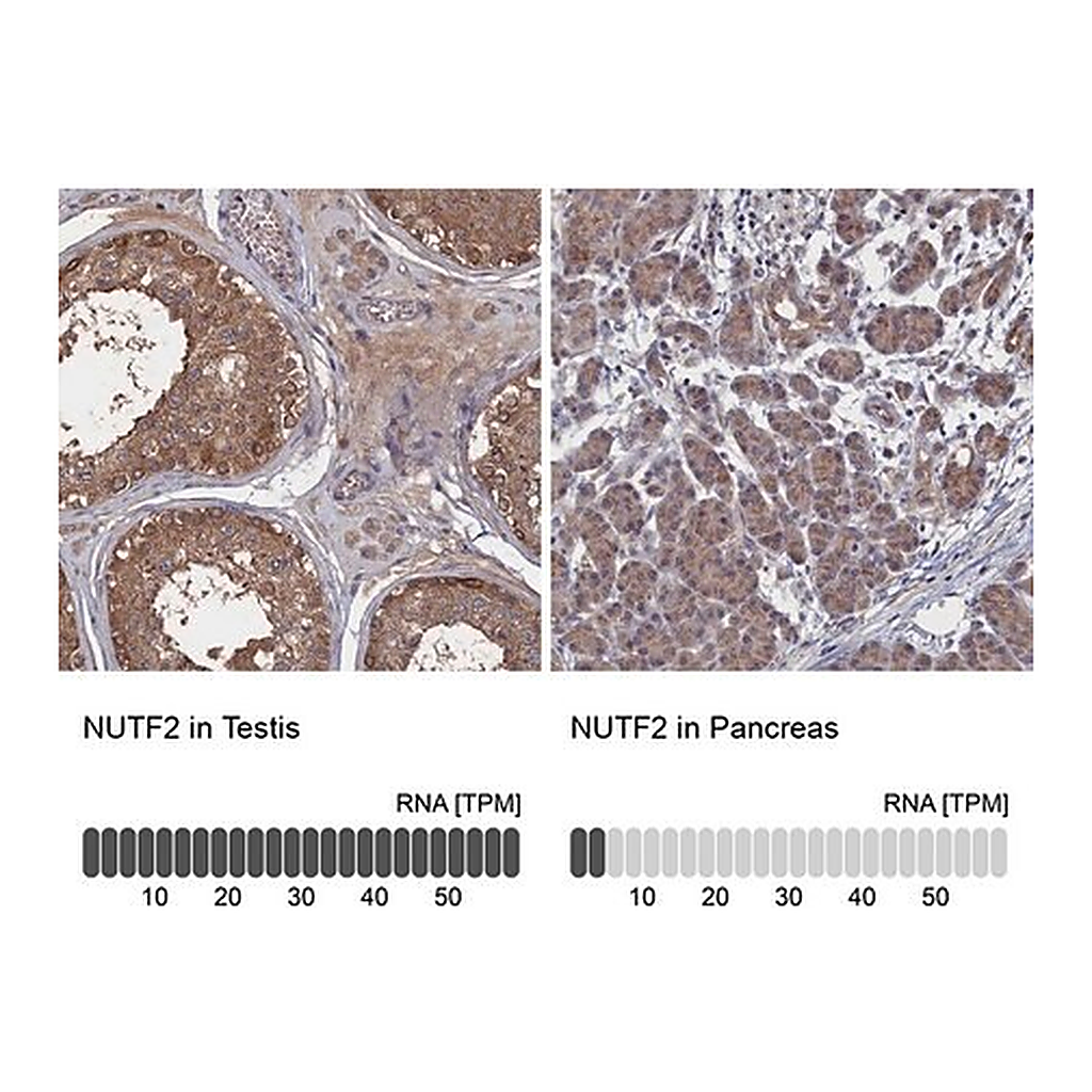 Merck Anti-NUTF2 antibody produced in rabbit