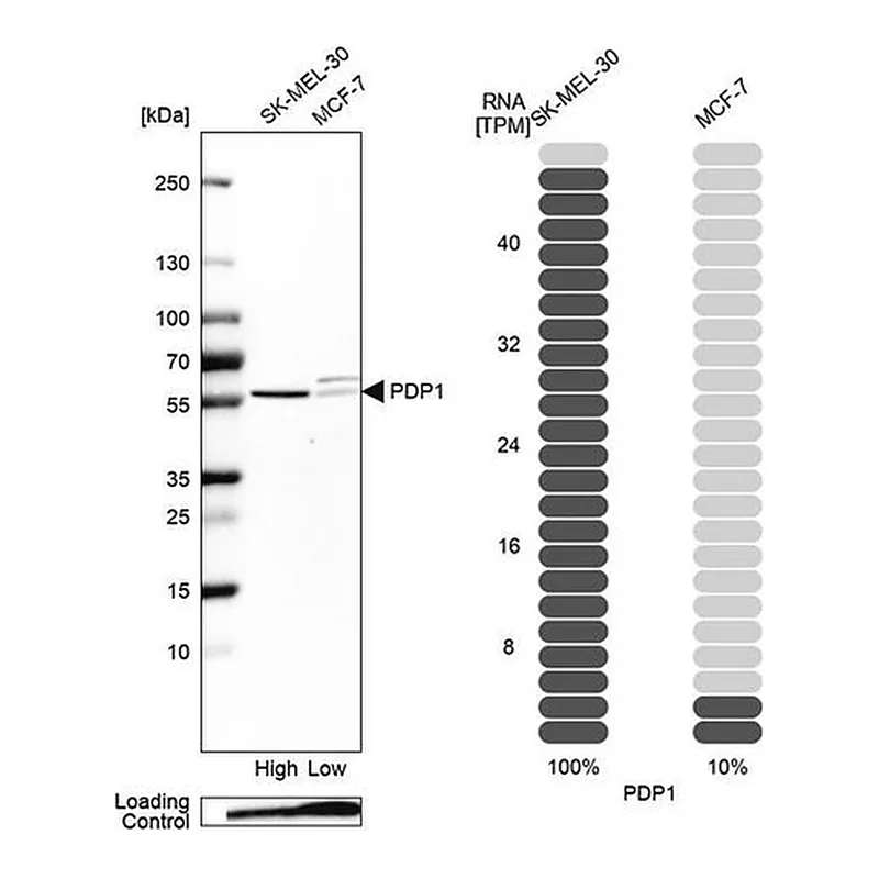 Merck Anti-PDP1 antibody produced in rabbit