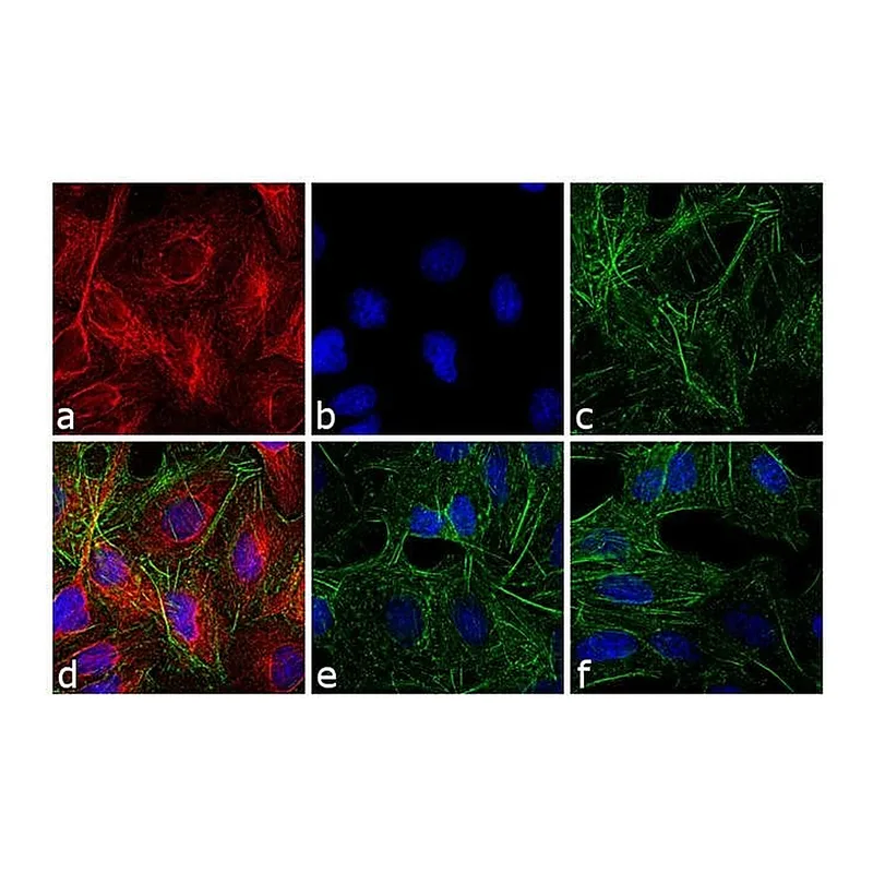 Thermo Fisher Scientific Goat anti-Rat IgG (H+L) Cross-Adsorbed Secondary Antibody, DyLight 650