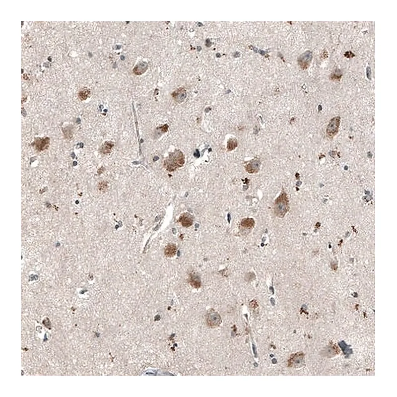 Merck Monoclonal Anti-MYO10 antibody produced in mouse