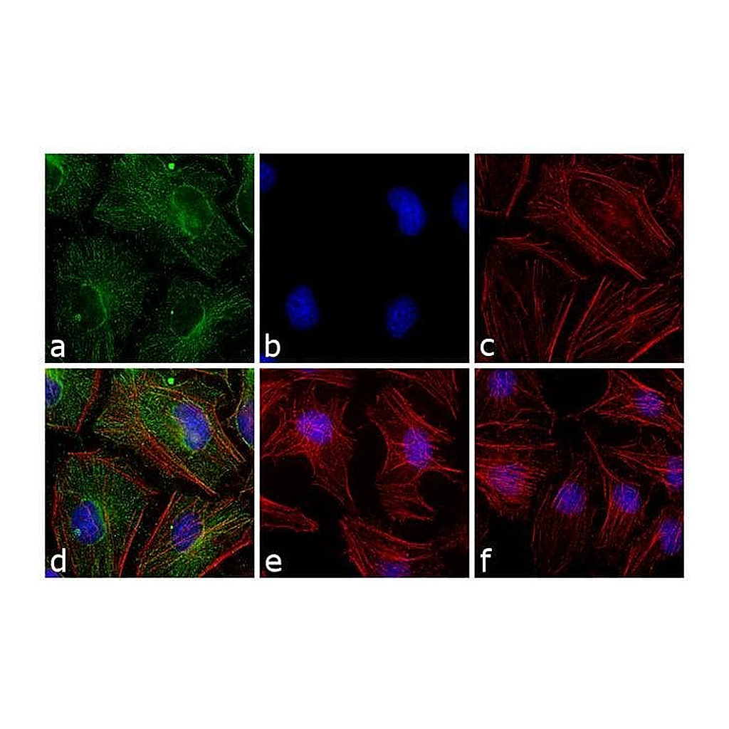 Thermo Fisher Scientific Goat anti-Mouse IgG (H+L) Cross-Adsorbed Secondary Antibody, FITC