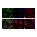 Thermo Fisher Scientific Goat anti-Mouse IgG (H+L) Cross-Adsorbed Secondary Antibody, FITC