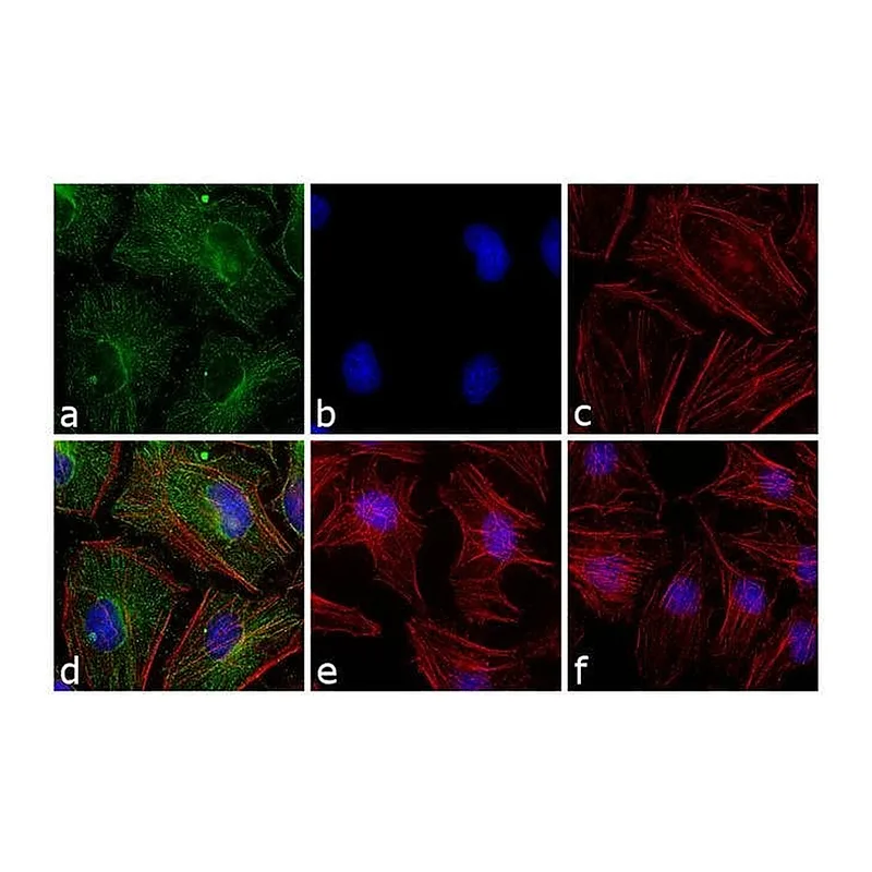 Thermo Fisher Scientific Goat anti-Mouse IgG (H+L) Cross-Adsorbed Secondary Antibody, FITC