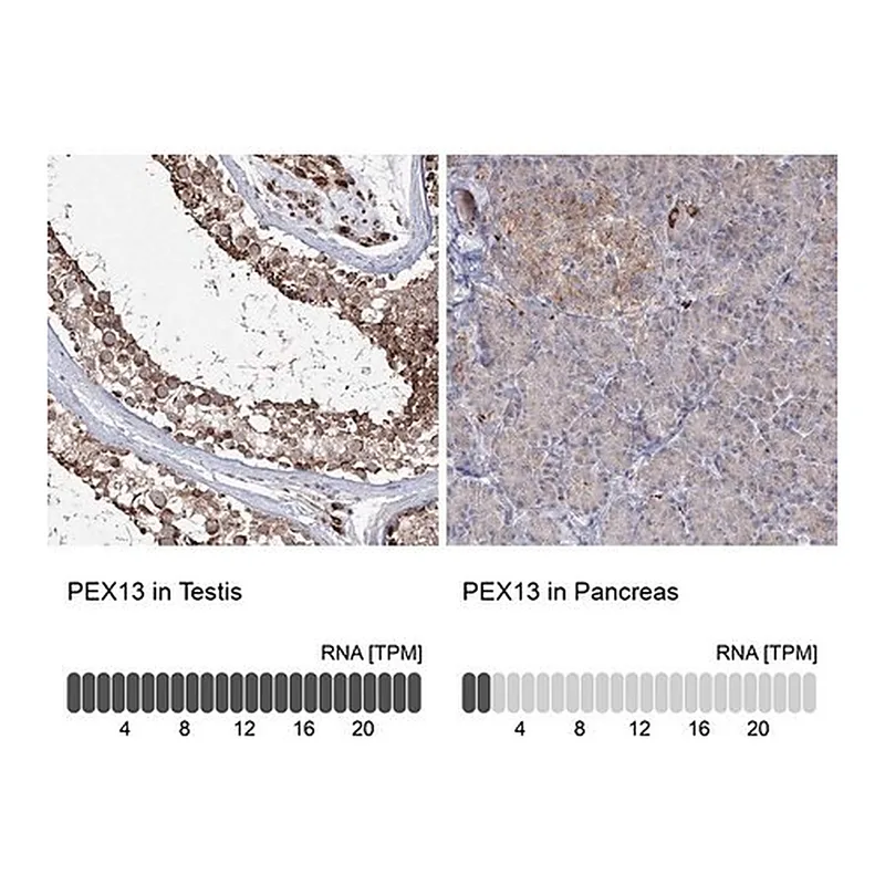 Merck Anti-PEX13 antibody produced in rabbit