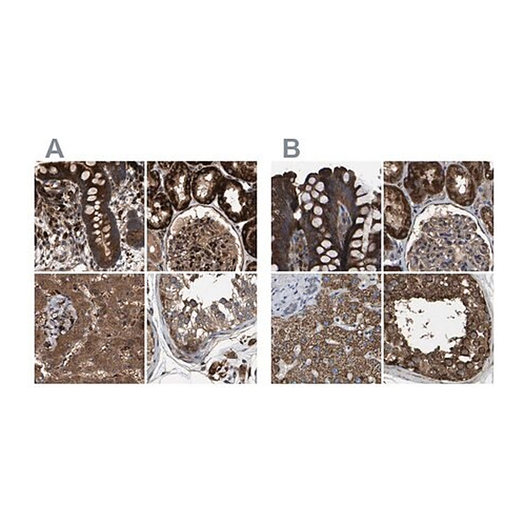 Merck Anti-GCC1 antibody produced in rabbit