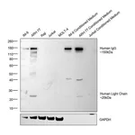 Thermo Fisher Scientific Mouse anti-Human IgG (H+L) Cross-Adsorbed Secondary Antibody