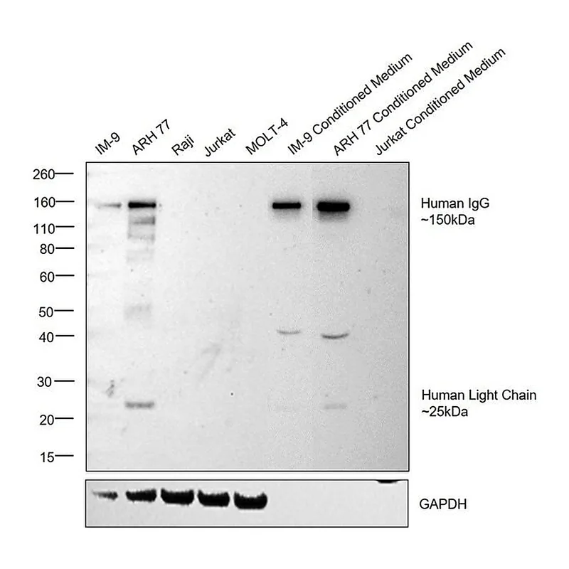 Thermo Fisher Scientific Mouse anti-Human IgG (H+L) Cross-Adsorbed Secondary Antibody