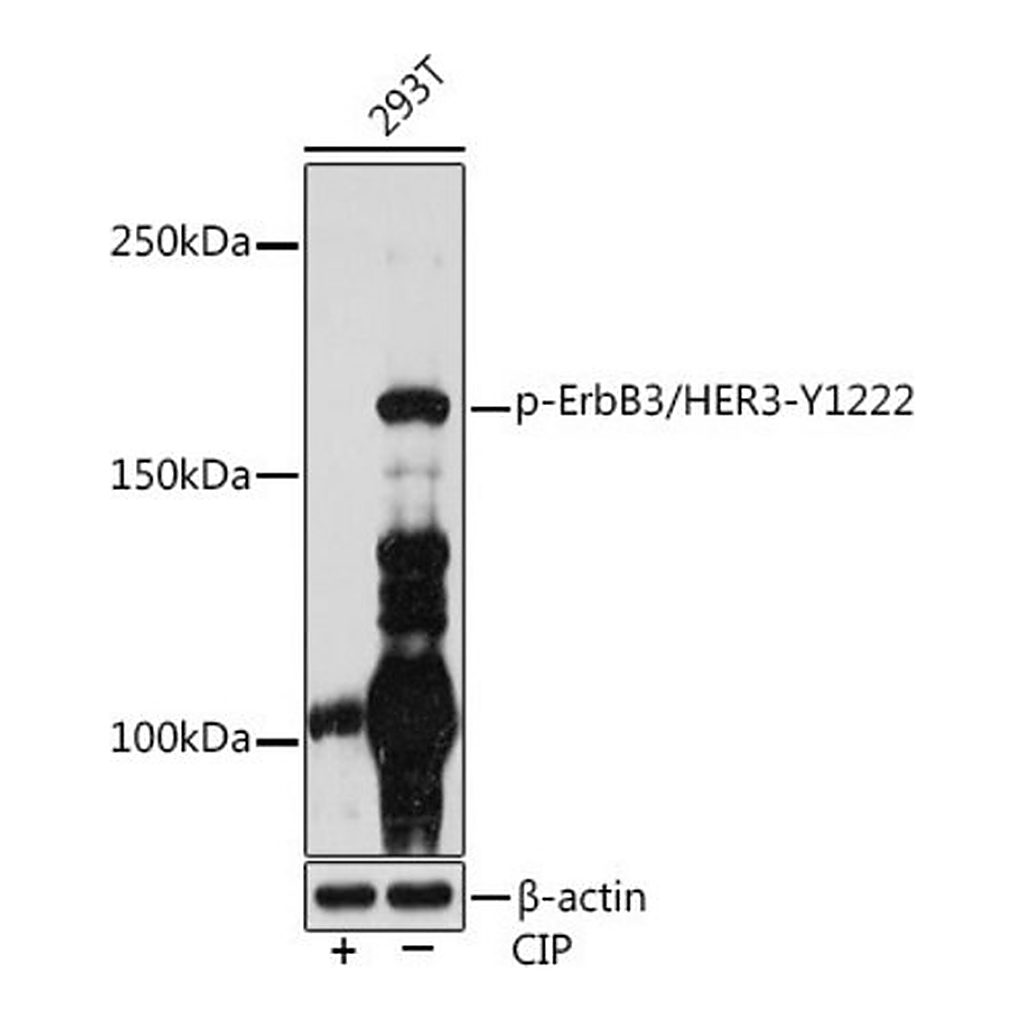 Merck Anti-Phospho-ErbB3/HER3-Y1222 antibody produced in rabbit