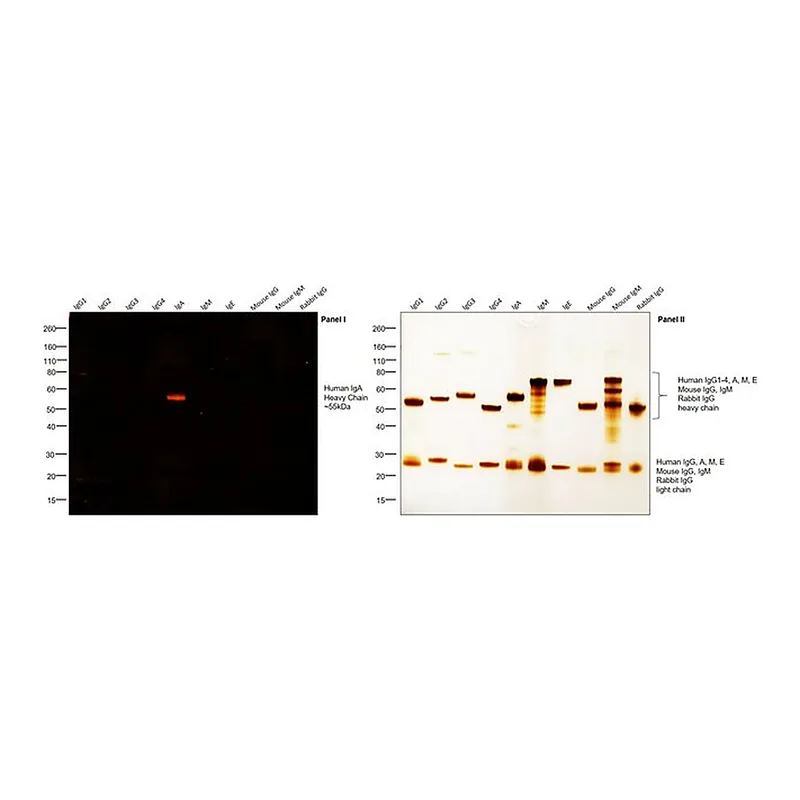 Thermo Fisher Scientific F(ab`)2-Goat anti-Human IgA Secondary Antibody, TRITC
