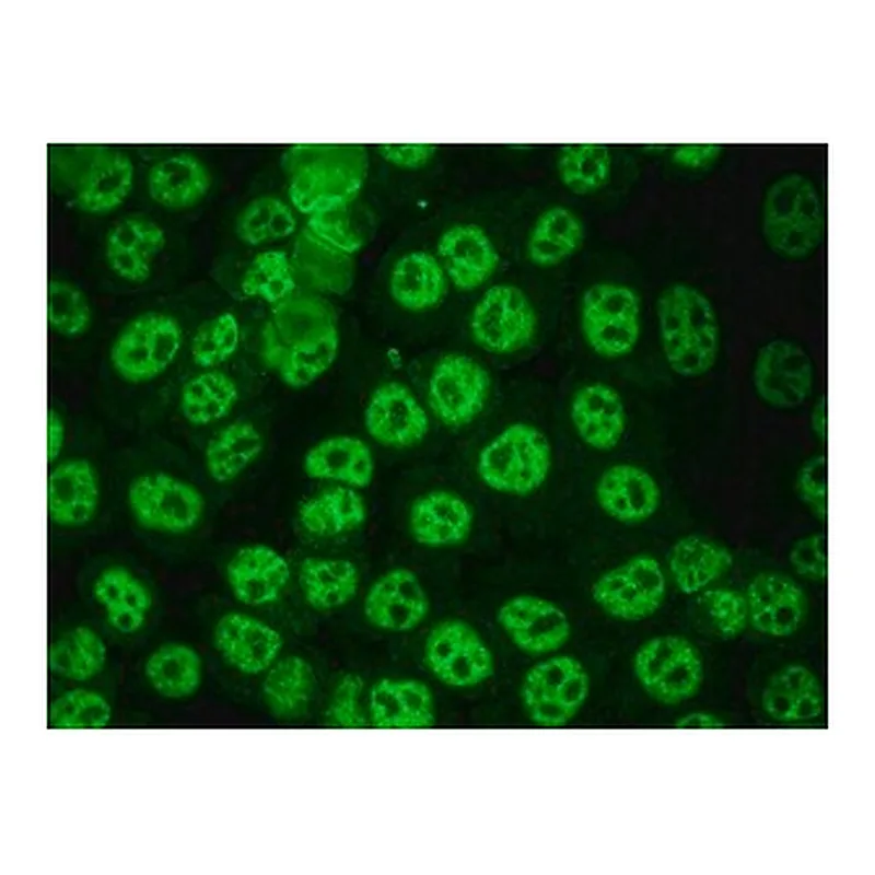 Merck ANTI-HUMAN IGG (WHOLE MOLECULE) FITC &