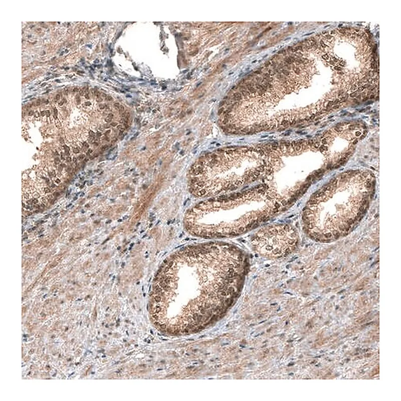 Merck Monoclonal Anti-SMAD4 antibody produced in mouse