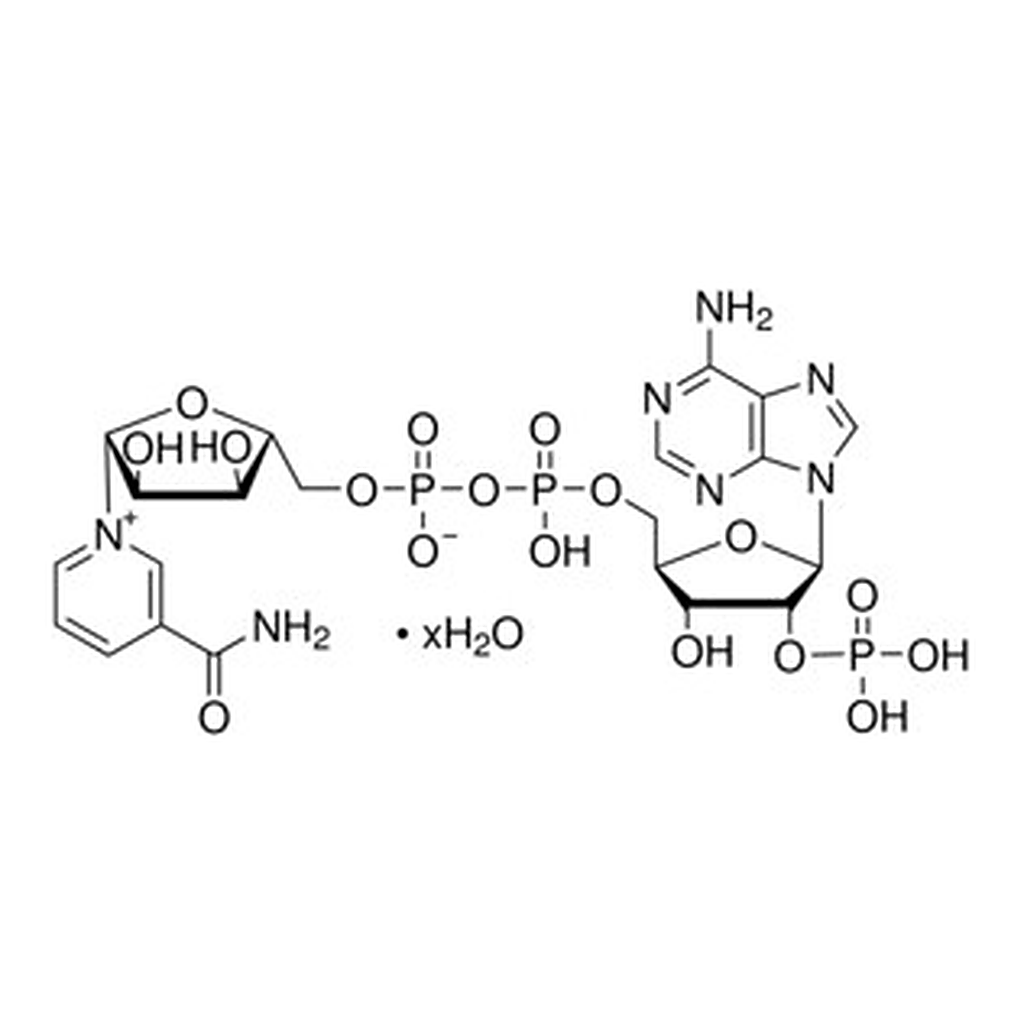Merck B-NICOTINAMIDE ADENINE DINUCLEOTIDE