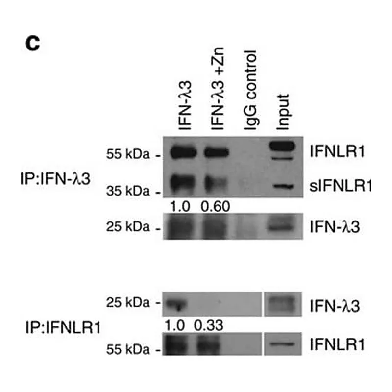 Merck Anti-IFNLR1 antibody produced in rabbit