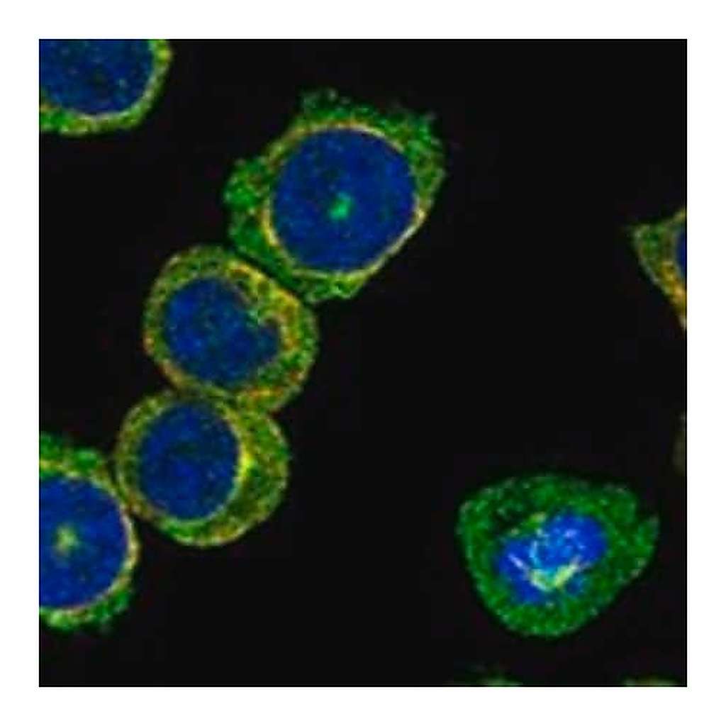 Merck Anti-SKA3 antibody produced in rabbit