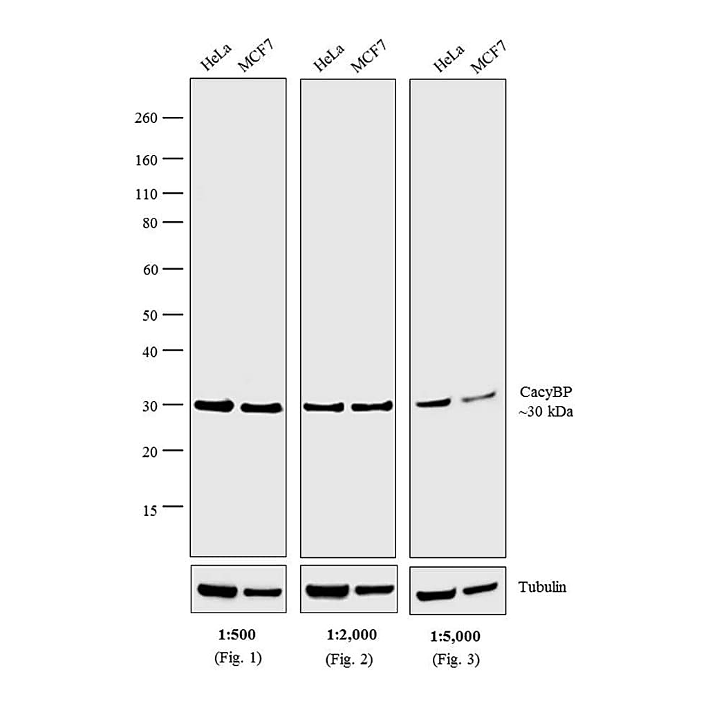 Thermo Fisher Scientific Goat anti-Rabbit IgG (H+L) Cross-Adsorbed Secondary Antibody, AP