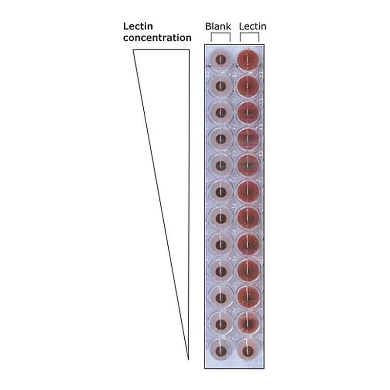 Merck Lectin from Arachis hypogaea (peanut)