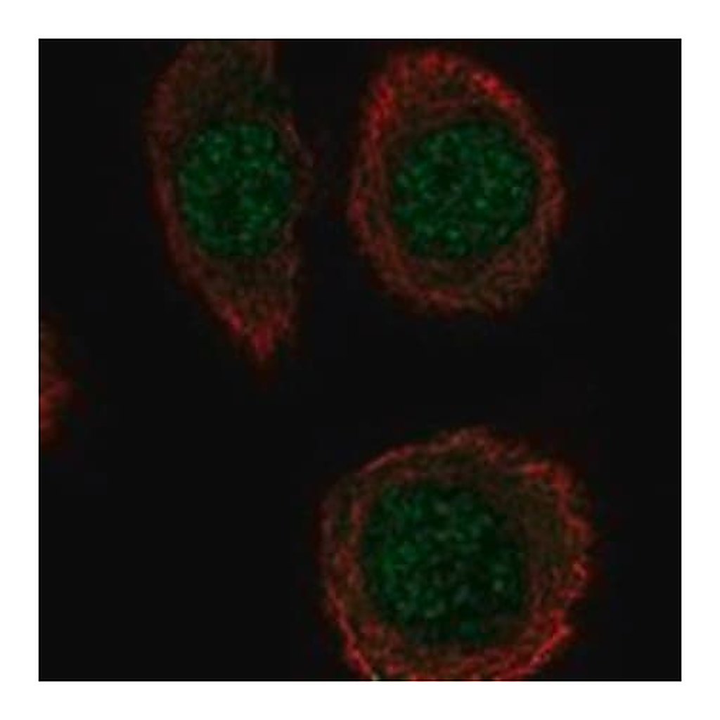 Merck Anti-INTS5 antibody produced in rabbit