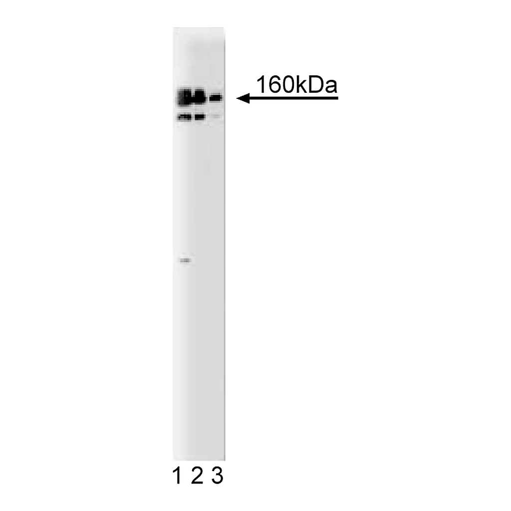 BD Purified Mouse Anti-DSIF