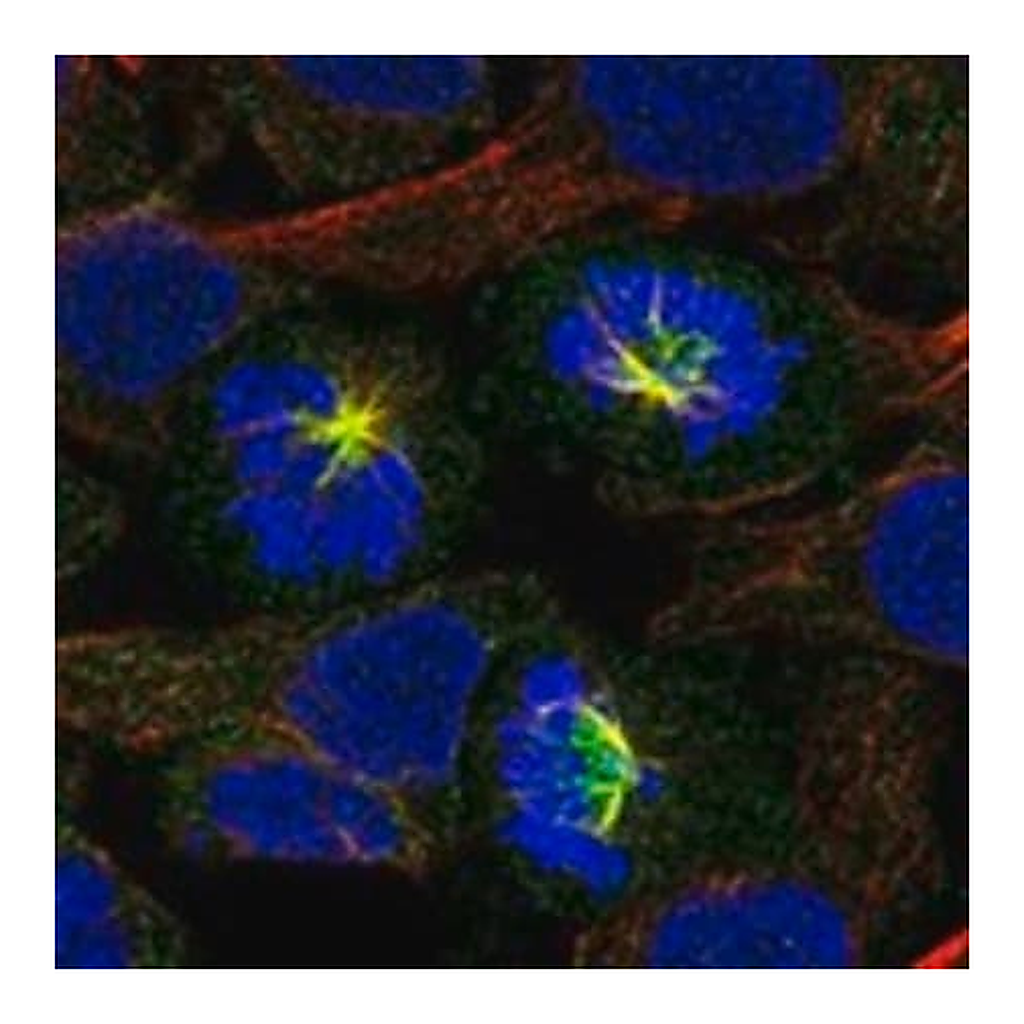 Merck Anti-FAM83D antibody produced in rabbit