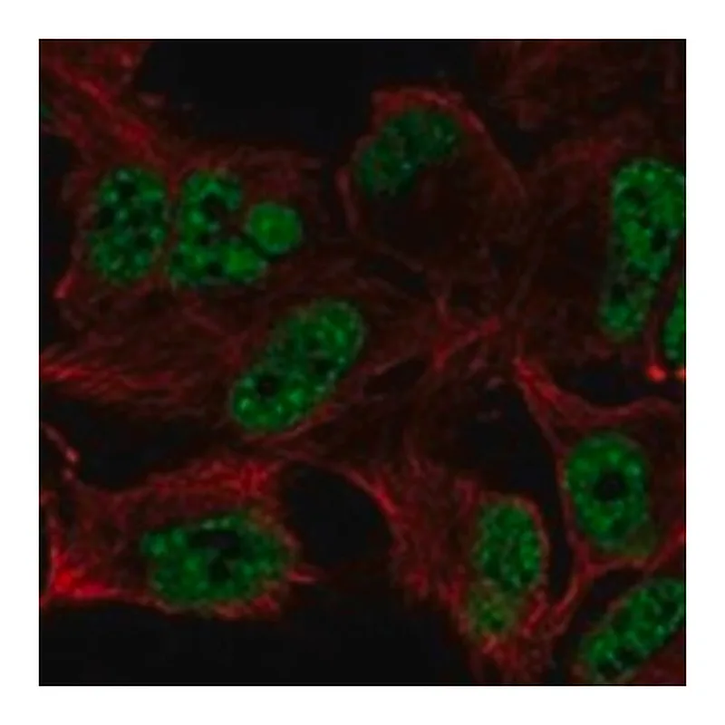 Merck Anti-ZFAND5 antibody produced in rabbit