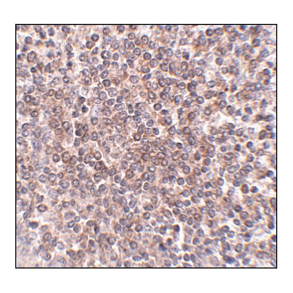 Merck Anti-OCC-1 antibody produced in rabbit