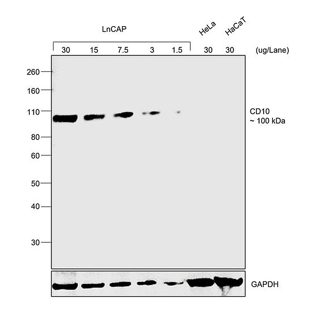 Thermo Fisher Scientific Rabbit anti-Goat IgG (H+L) Secondary Antibody, HRP