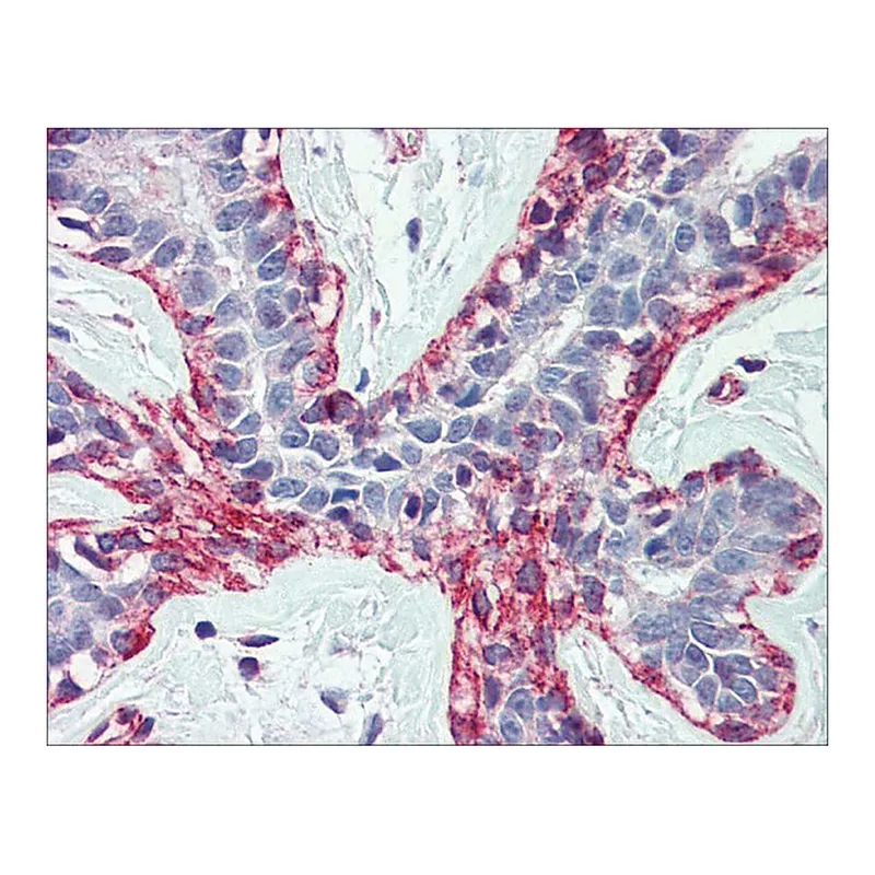 Merck Anti-ACTB