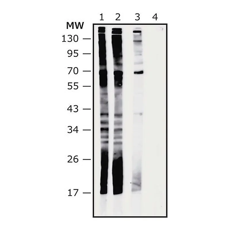 Merck Anti-Akkermancia muciniphila antibody produced in rabbit
