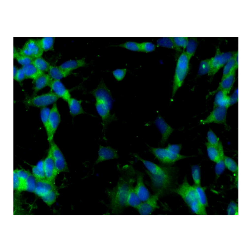 BD Purified Mouse Anti-R-PTP-ζ