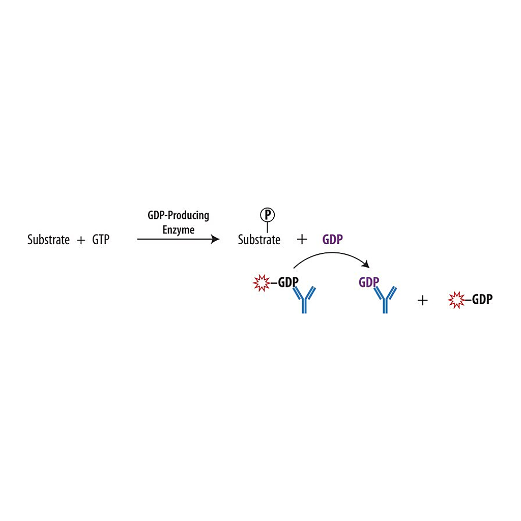 Merck Transcreener(R) GDP FP Assay