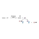 Merck Transcreener(R) GDP FP Assay