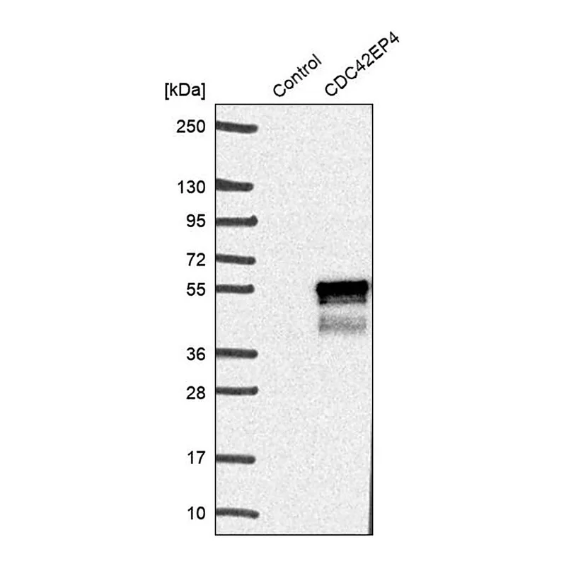 Merck ANTI-CDC42EP4